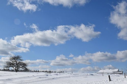 Een appelboom in een veld in de winter