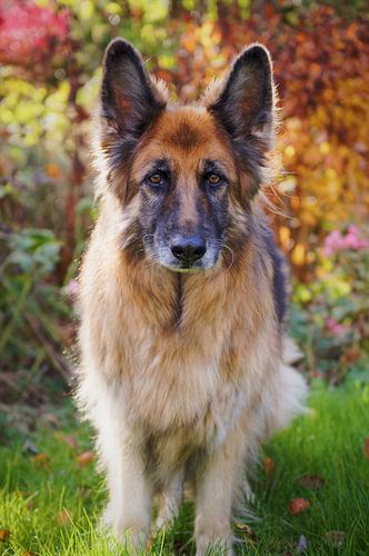 Old German Shepherd