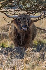 Scottish Highlanders by Marieke Deinum