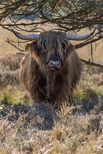 Les Highlanders écossais