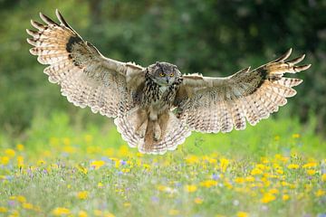 Eagle owl in flight over flower meadow by Jeroen Stel