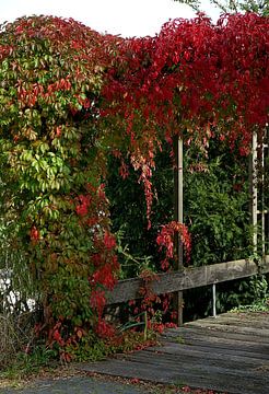 vigne sauvage, couleur rouge foncé à l'automne sur joyce kool