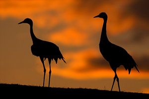 Common Crane standing in sunset von AGAMI Photo Agency