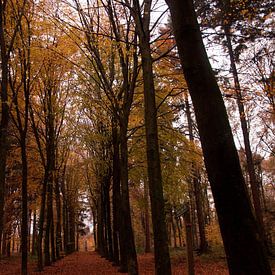 Herfst in het bos sur Fatima Maria Mernisi