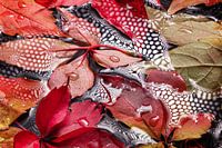 autumn leaves on wet ground I water droplets