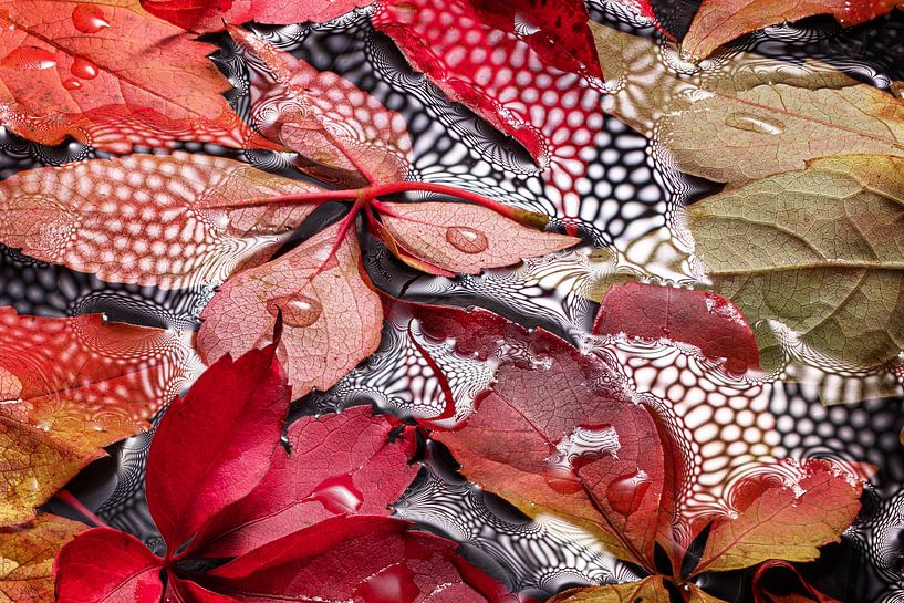 autumn leaves on wet ground I water droplets by Heinz Trebuth