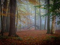 Autumn on park forest estate Voorstonden