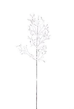 Monoprint Gewöhnliches Straußgras