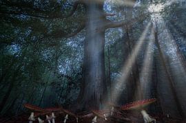 Mushroom forest by Claudia De Vries
