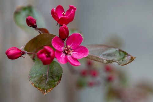 Krabbenapfel in voller Blüte. von Irene van de Wege