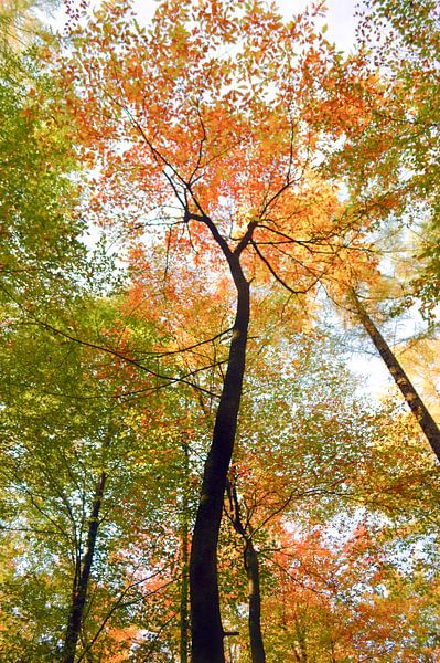des arbres colorés par Karin van Bylevelt