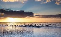 Markermeer