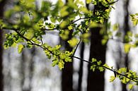 Forêt au printemps par Renate Knapp Aperçu