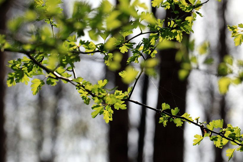 Forêt au printemps par Renate Knapp