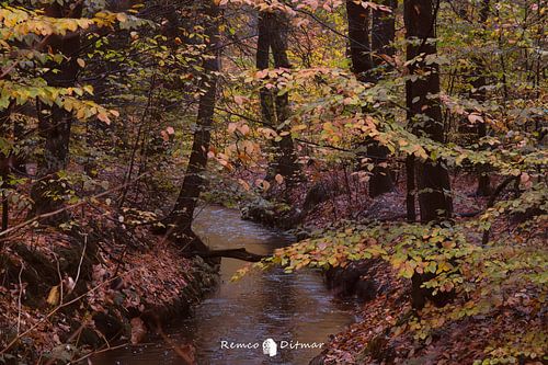 The Dance of Leaves and Water