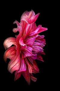 Dahlia,  Fine Art Floral Photography
