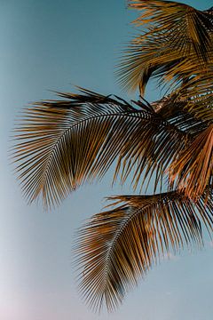 Palm leaves at sunset in the caribbean by Annemarie Dufrasnes