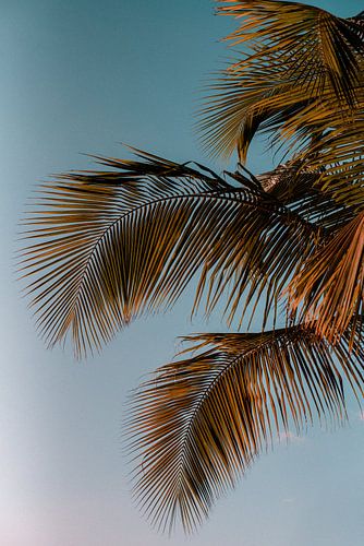 Palmbladeren bij zonsondergang in de caraïben