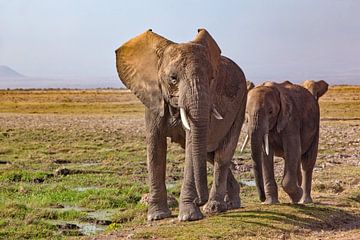 Kudde olifanten van Peter Michel