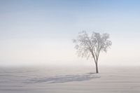 Nordic Shadow