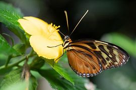 Tithorea Vlinder op gele bloem van Sandra Groenescheij