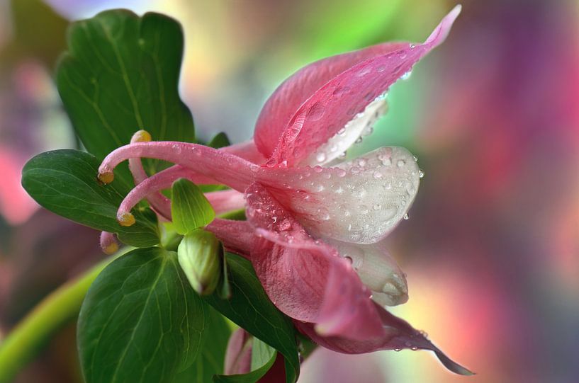 Columbine by Violetta Honkisz