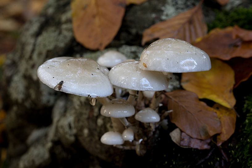 A fly rests on an ivory mushroom or Hygrophorus eburneus by W J Kok