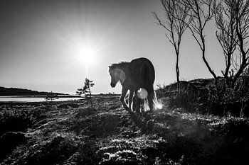 Cheval retiré au soleil en noir et blanc sur le rivage