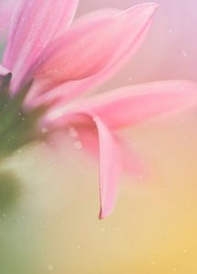 Zartrosa Blume