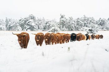 Scottish highlanders brave the snow