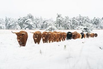 Scottish highlanders brave the snow by Jeffrey Hol
