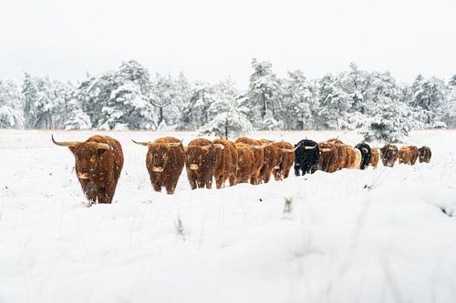 Les montagnards écossais bravent la neige