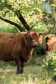 Scottish Highlander by Tosca Fotografie