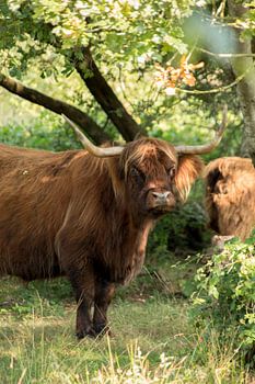 Schottischer Highlander