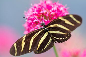 Zebra longwing butterfly