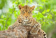 Portret van een vrouwtjes Luipaard (Panthera pardus) in een boom van Nature in Stock thumbnail