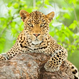 Bildnis eines weiblichen Leoparden (Panthera pardus) in einem Baum von Nature in Stock