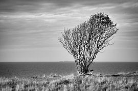 Tree bent by the wind with a bench on a cliff by the sea. by Martin Köbsch