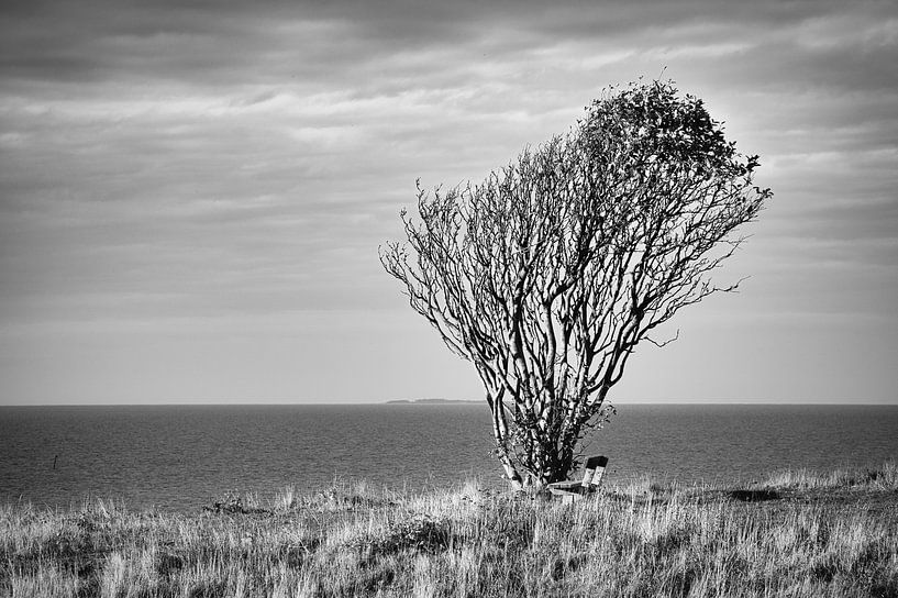 Arbre plié par le vent avec banc sur une falaise au bord de la mer. par Martin Köbsch