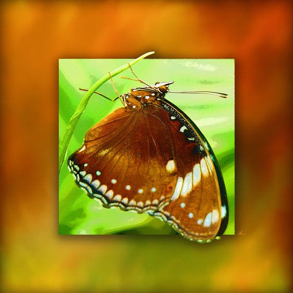 Schmetterling   |   Palmfliegen von Dirk H. Wendt