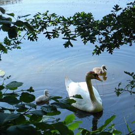 Zwaan met twee jongen. sur Sabine Trines