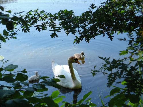 Zwaan met twee jongen.