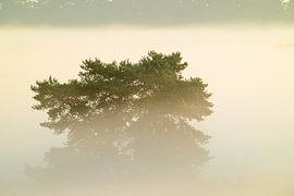 Sunrise with fog over a heather landscape by Sjoerd van der Wal Photography