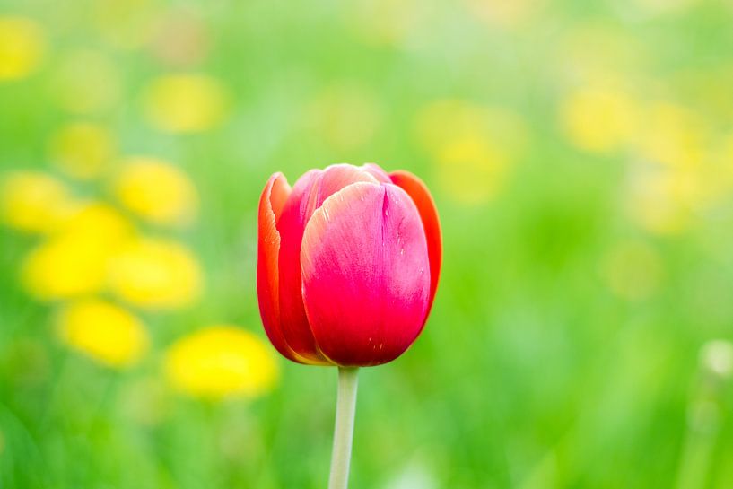 Eenzame tulp by Ineke Timmermans