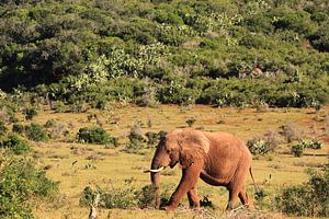 Afrikaanse olifant loopt op de savanne in de wildernis