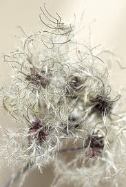 Waldrebe im Winterkleid von Marlies Prieckaerts