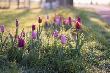 Tulips in the morning sun