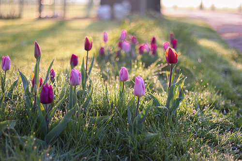 Tulipes dans le soleil du matin