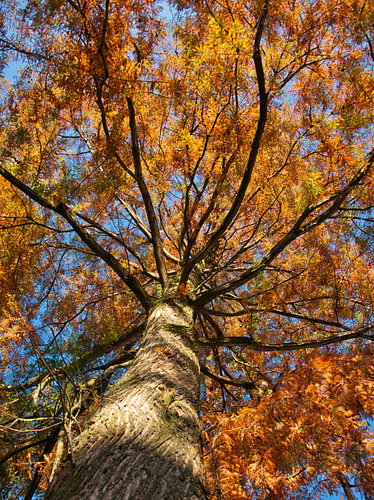 Herfstpracht van de lariks
