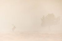 Majestic red deer in the fog
